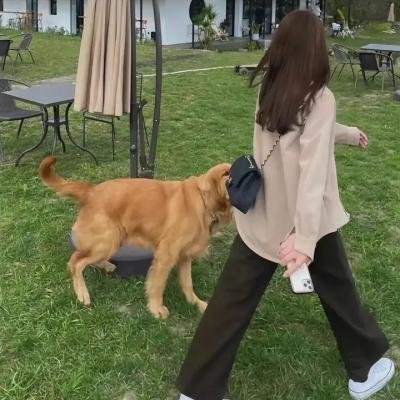 狗仔有喜事